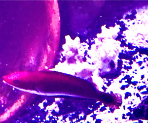 Pennant Fairy Wrasse