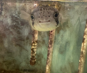 Porcupine Puffer