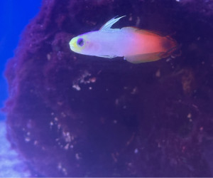 Red Firefish Goby