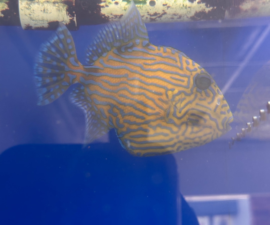 Blueline Triggerfish