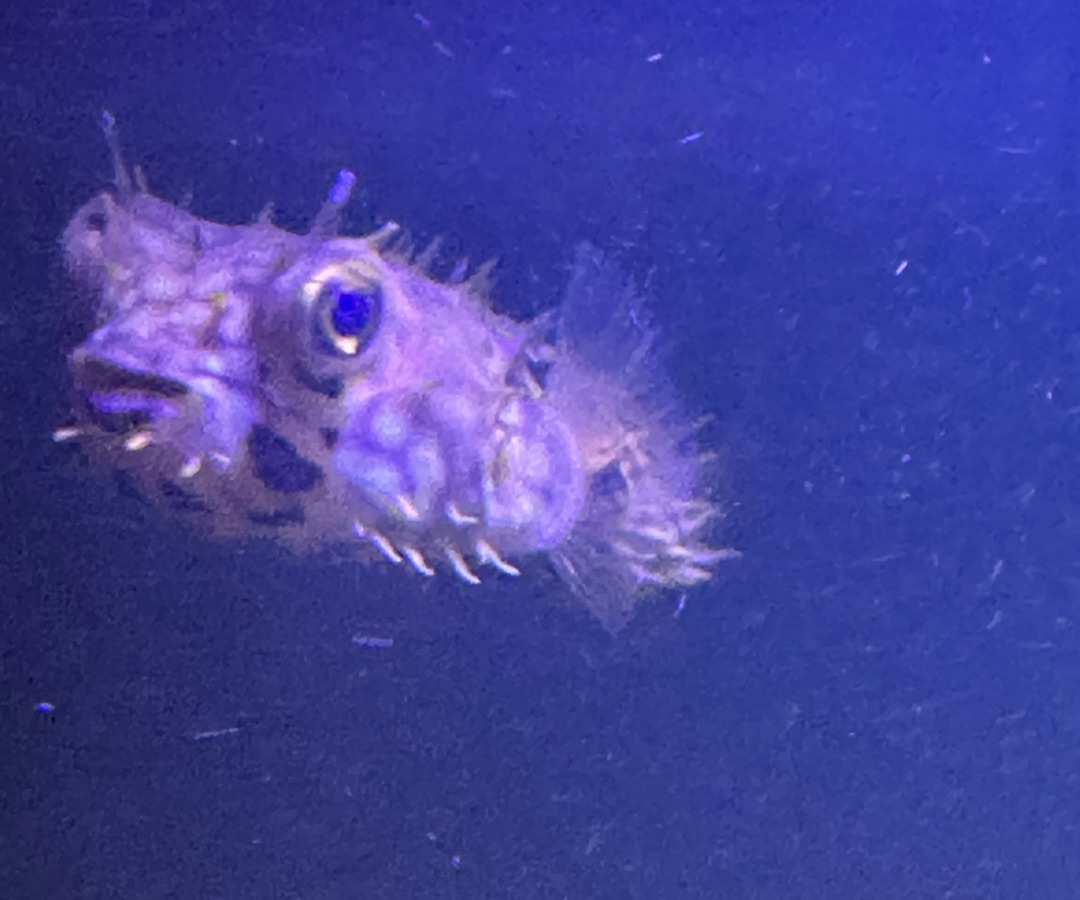 Spiny Box Puffer
