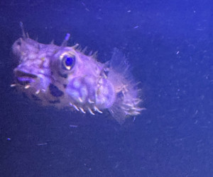 Spiny Box Puffer