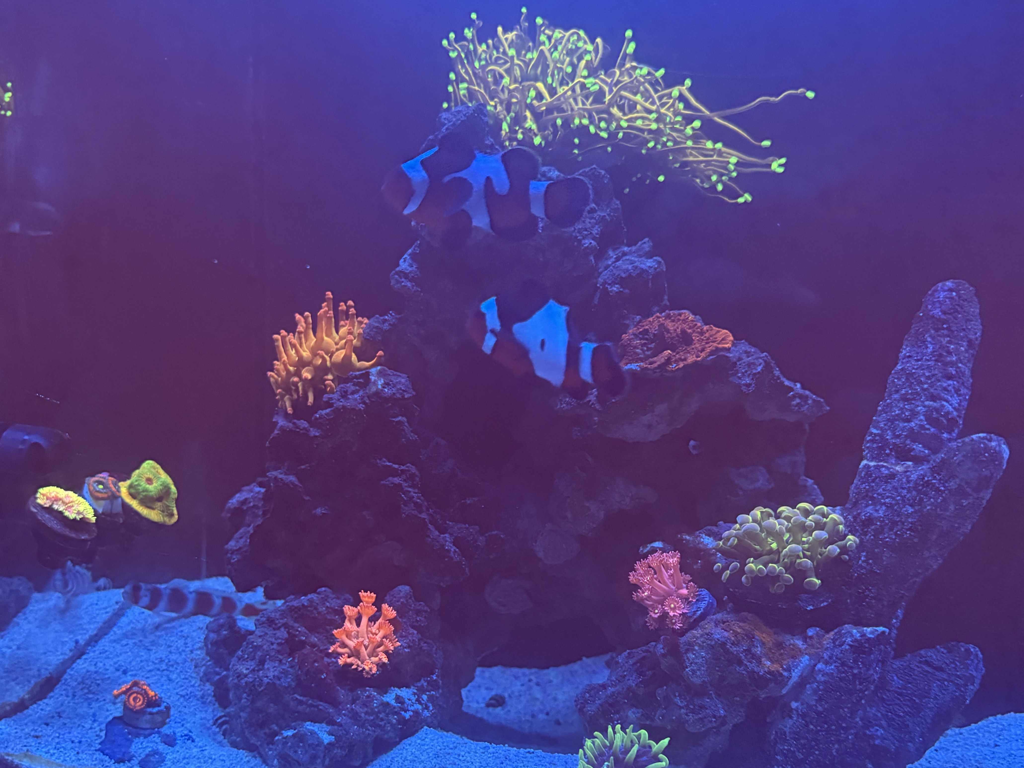 Tank Image