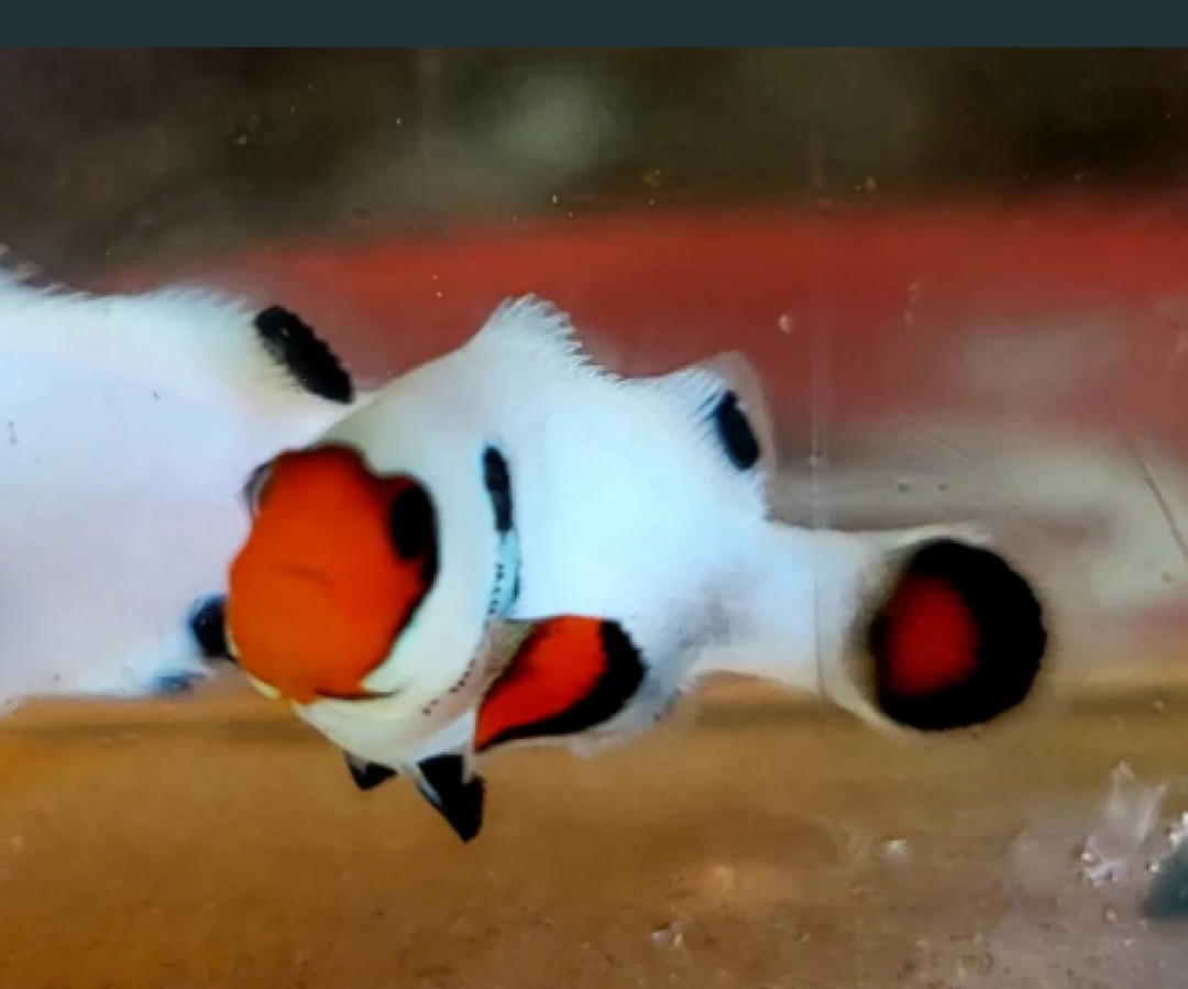 Wyoming White Clownfish