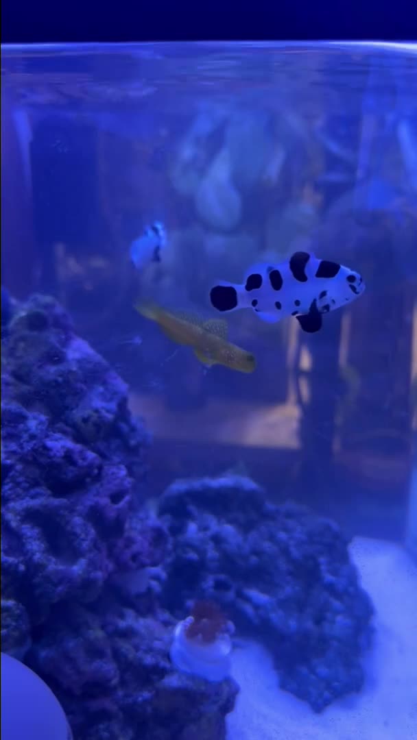 Reef tank post by Faustpvd