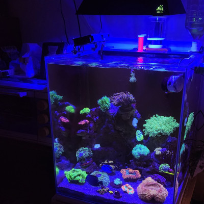 allbluemarine