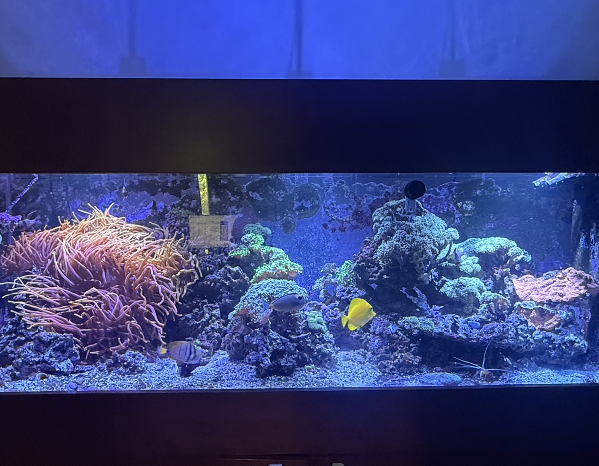 Tank Image