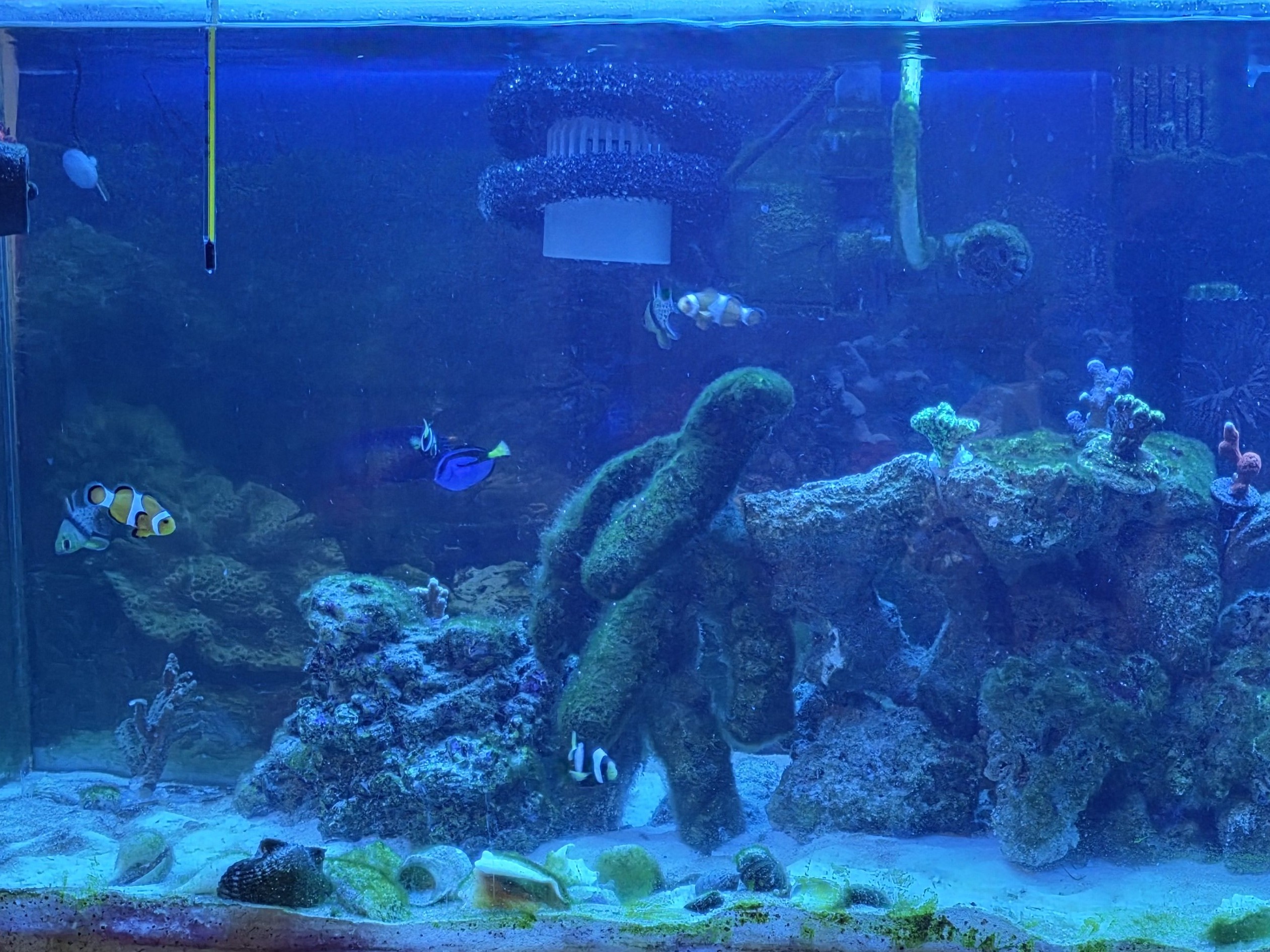 Tank Image