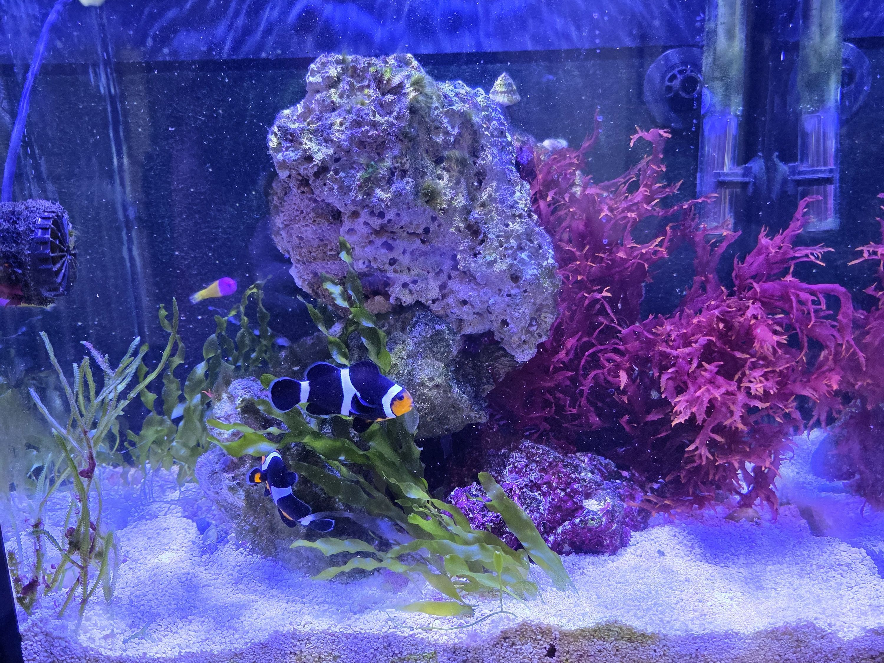 Tank Image