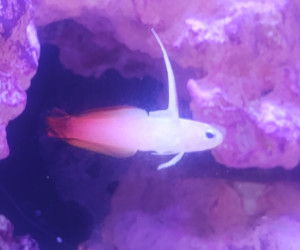 Fish Library Preview
