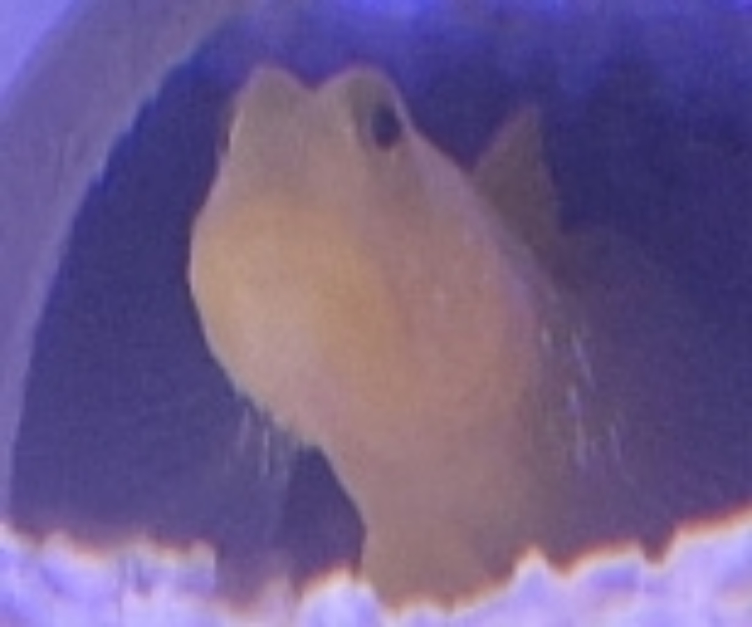 Yellow Watchman Goby