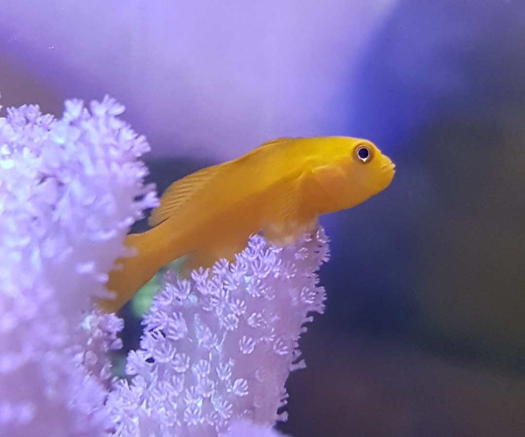 Clown Goby