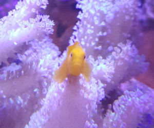 Fish Library Preview