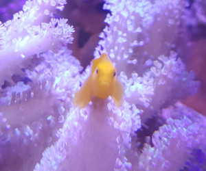 Yellow Goby