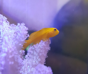 Fish Library Preview