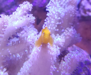 Fish Library Preview