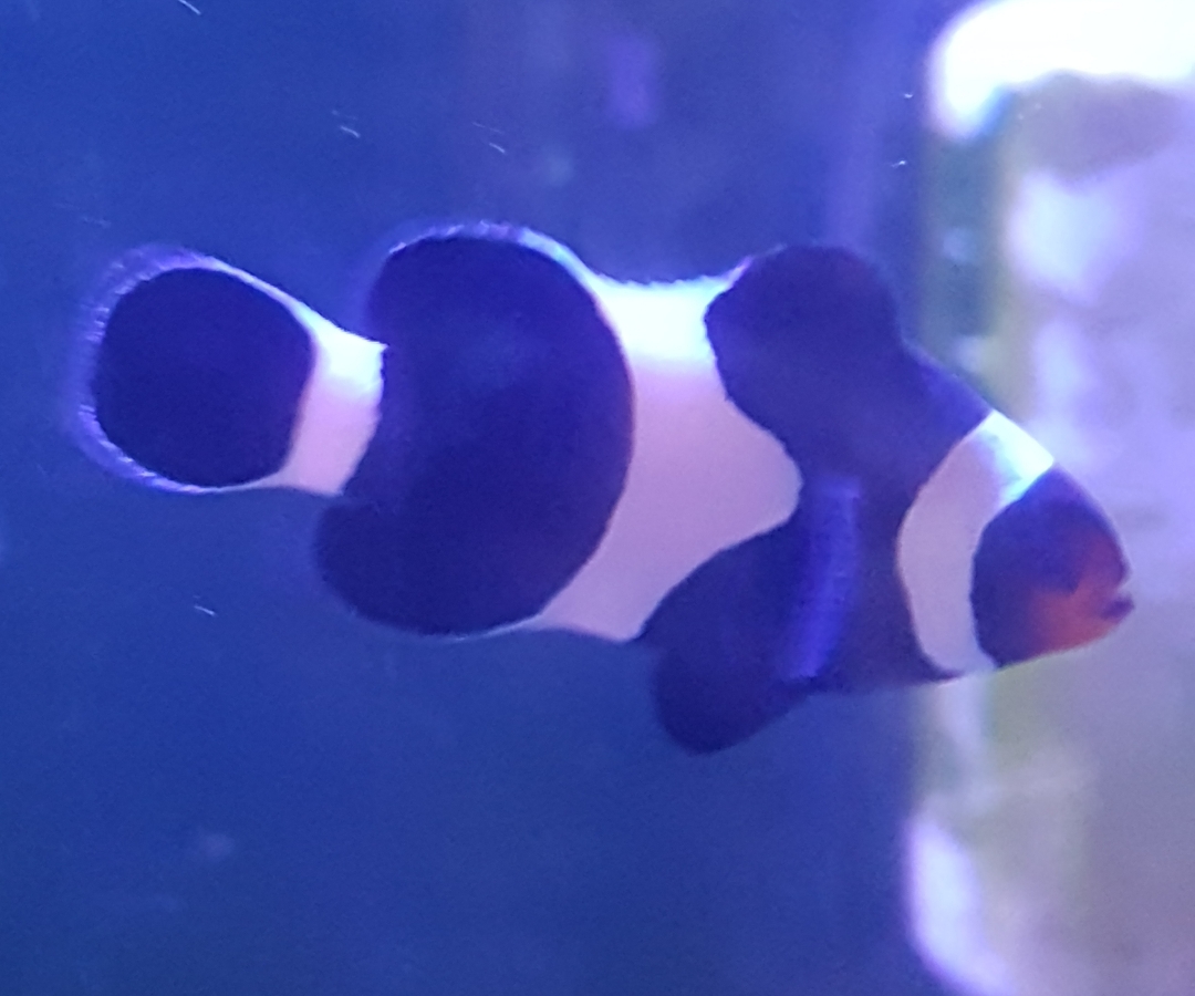 Black and White Ocellaris