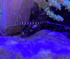 Fish Library Preview