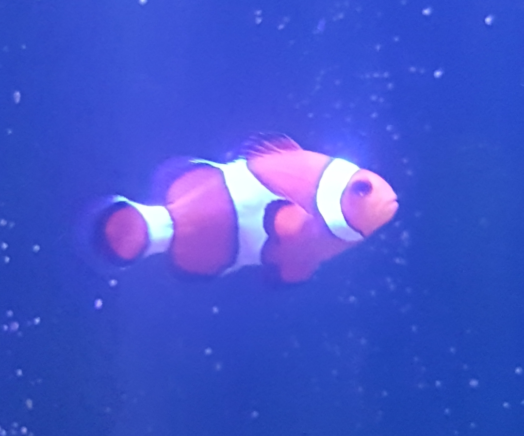 Ocellaris Clownfish