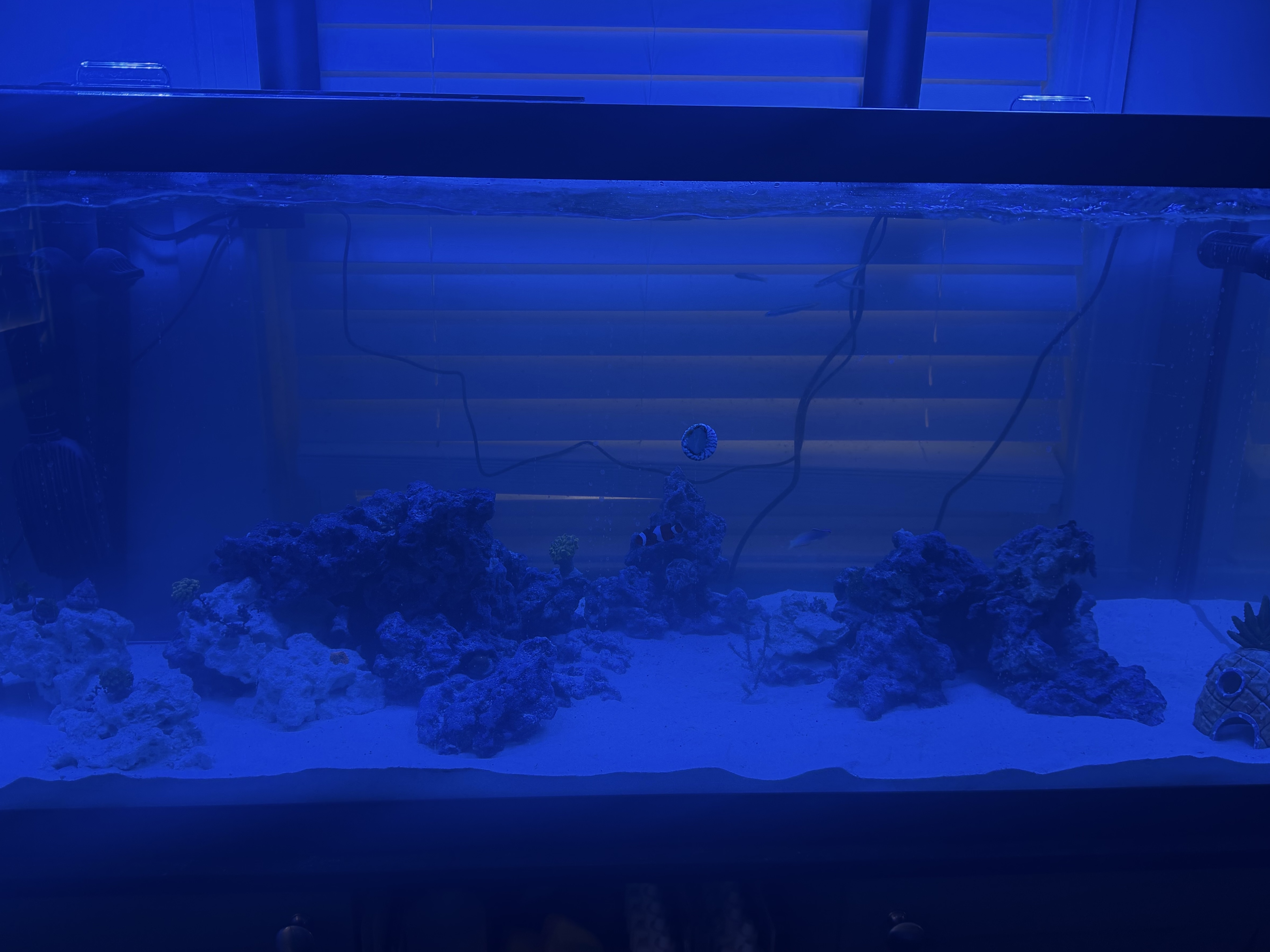 Tank Image