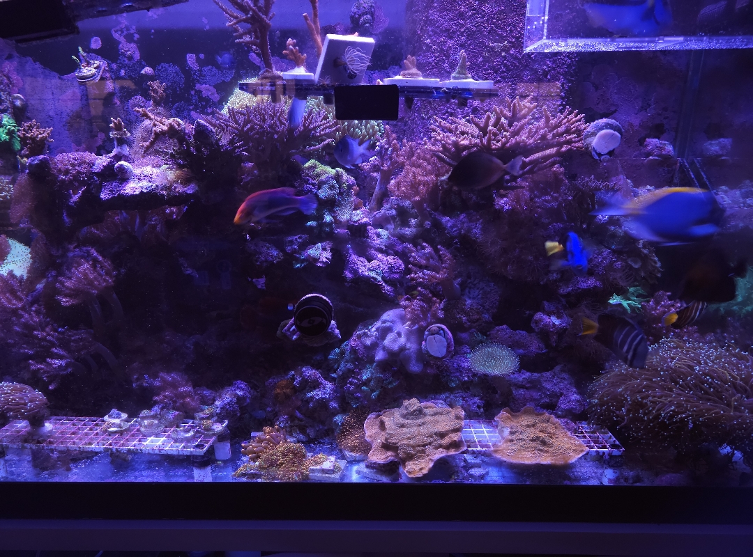 Tank Image