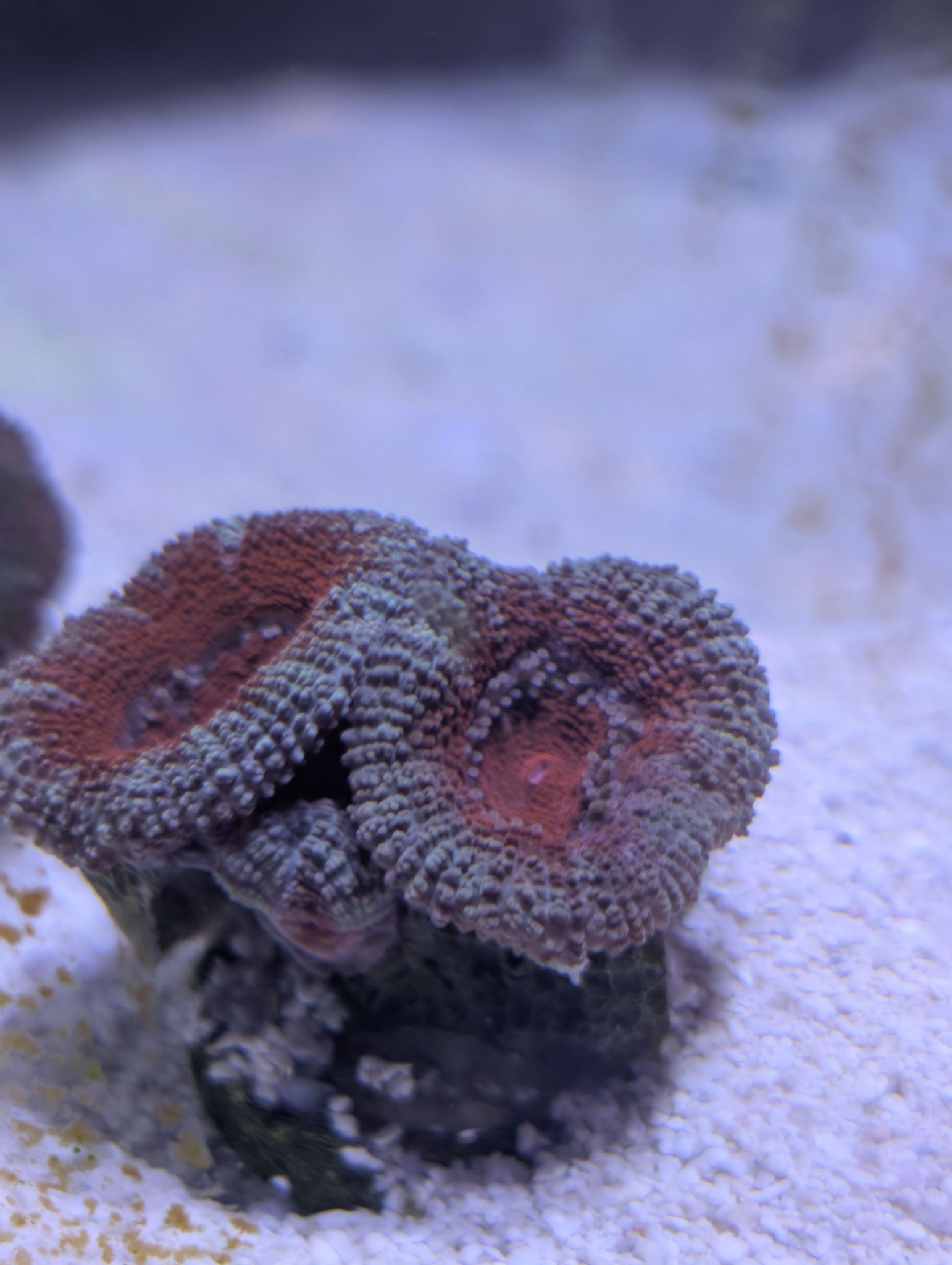 Acans
