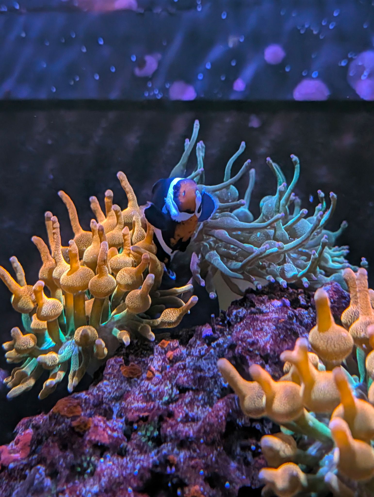 I've had my pair of clowns for 6 months now, and the original BTA (on the left) for 4 mont...