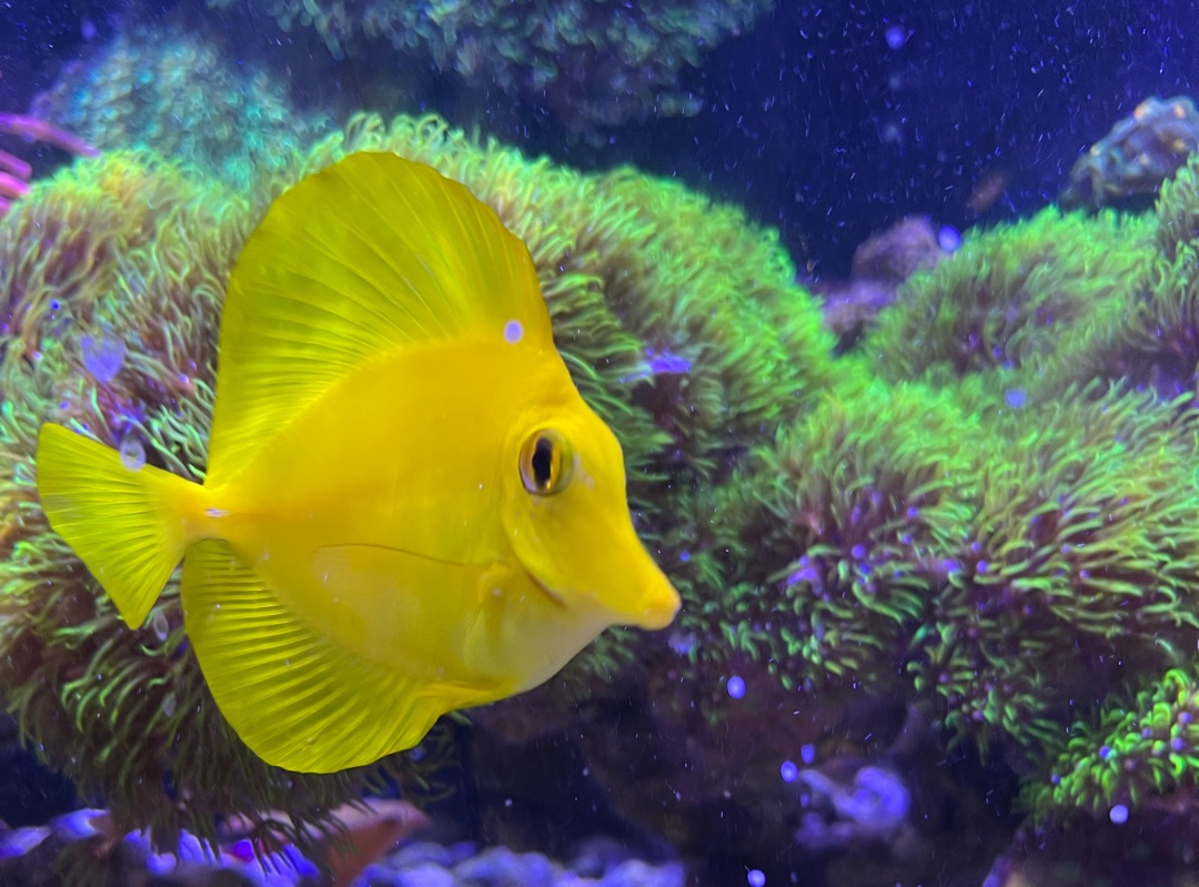 Tank Image