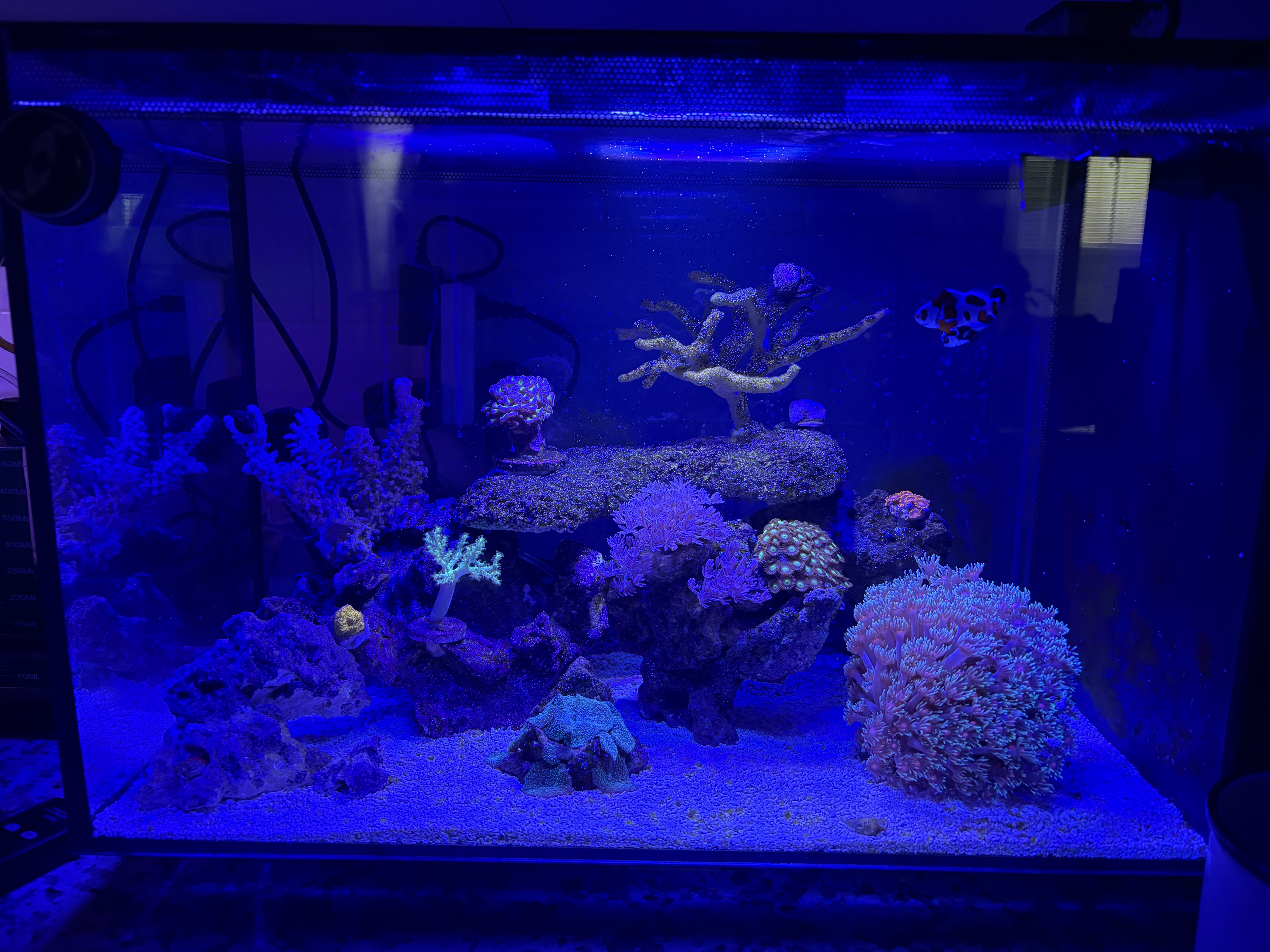 Tank Image
