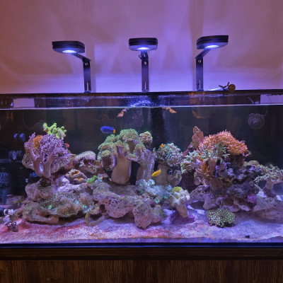 RobsReef1