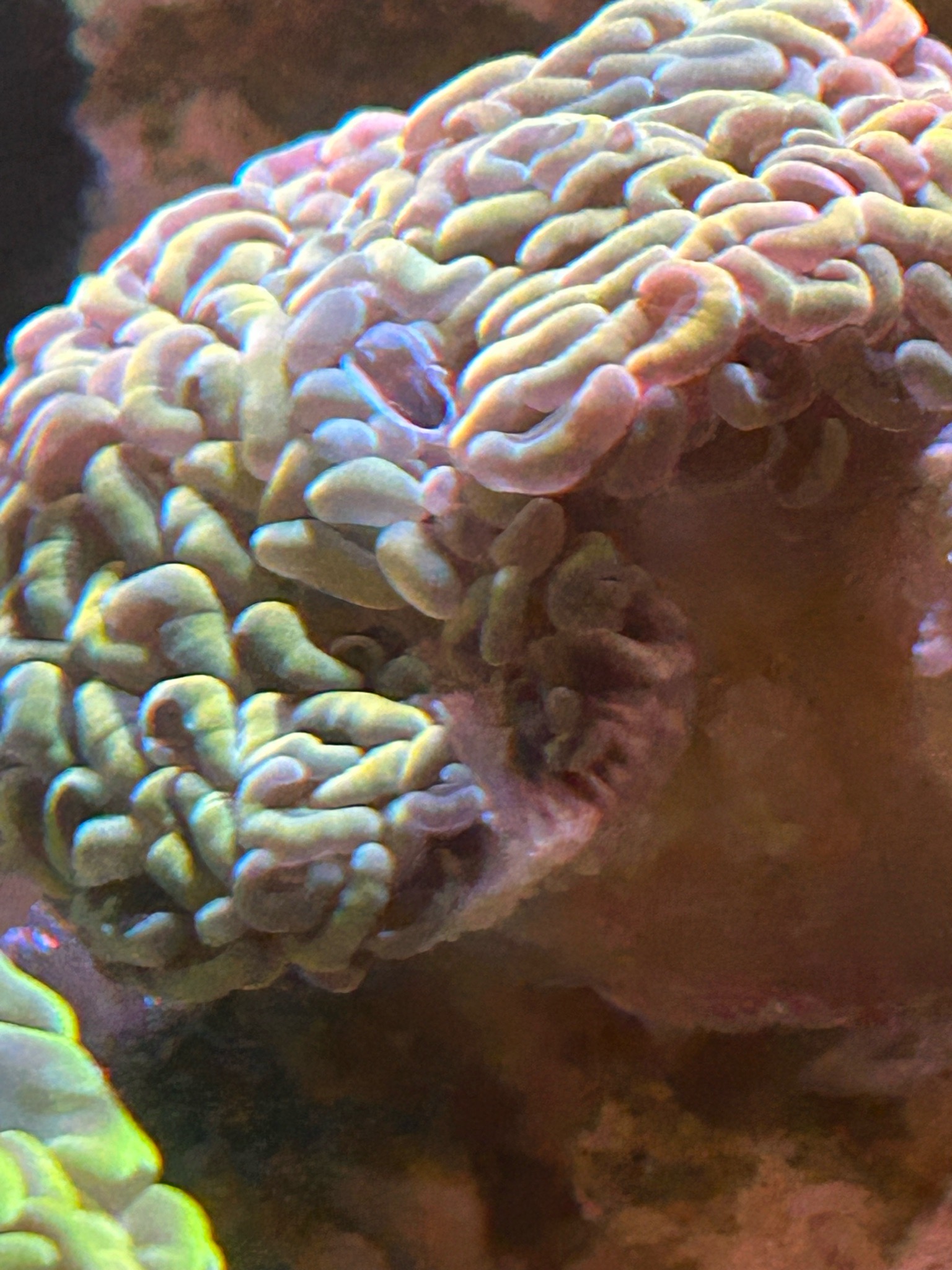 Why is my wall hammer coral not opening fully - wall hammer coral