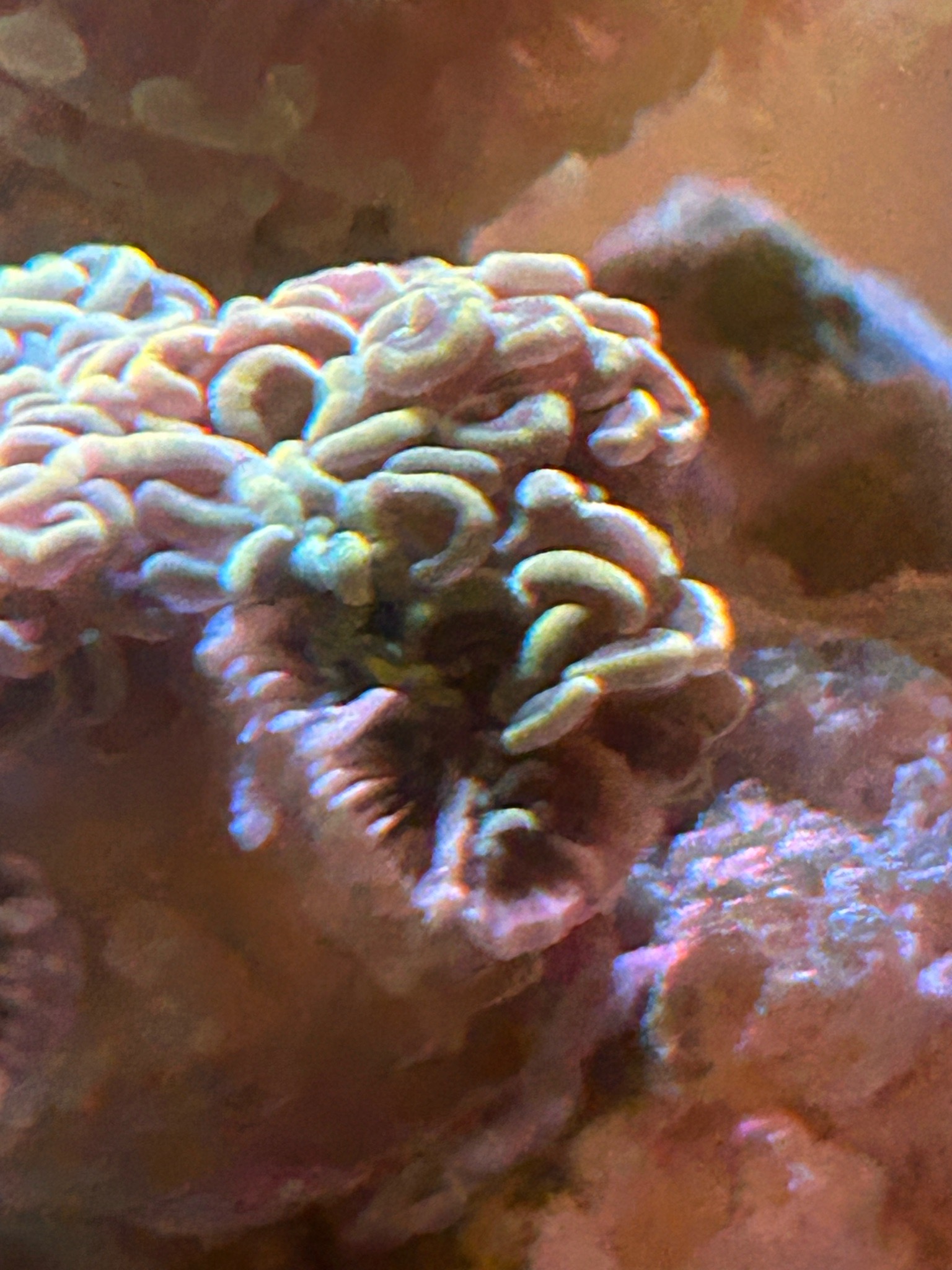 Why is my wall hammer coral not opening fully - wall hammer coral (photo 2)