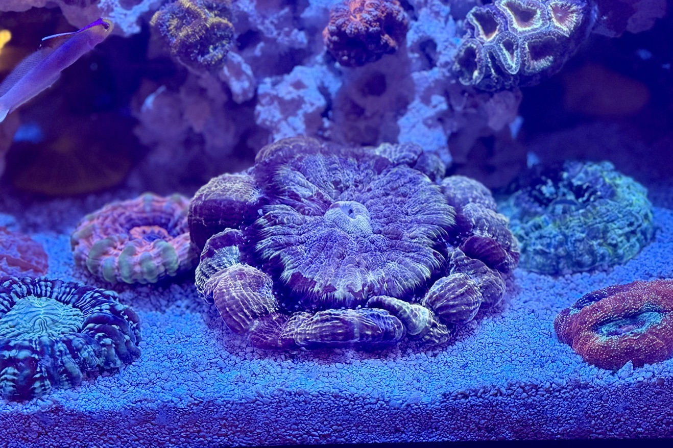 Tank Image