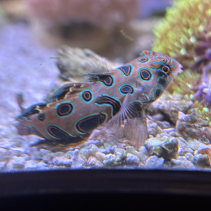 Fish Library Preview