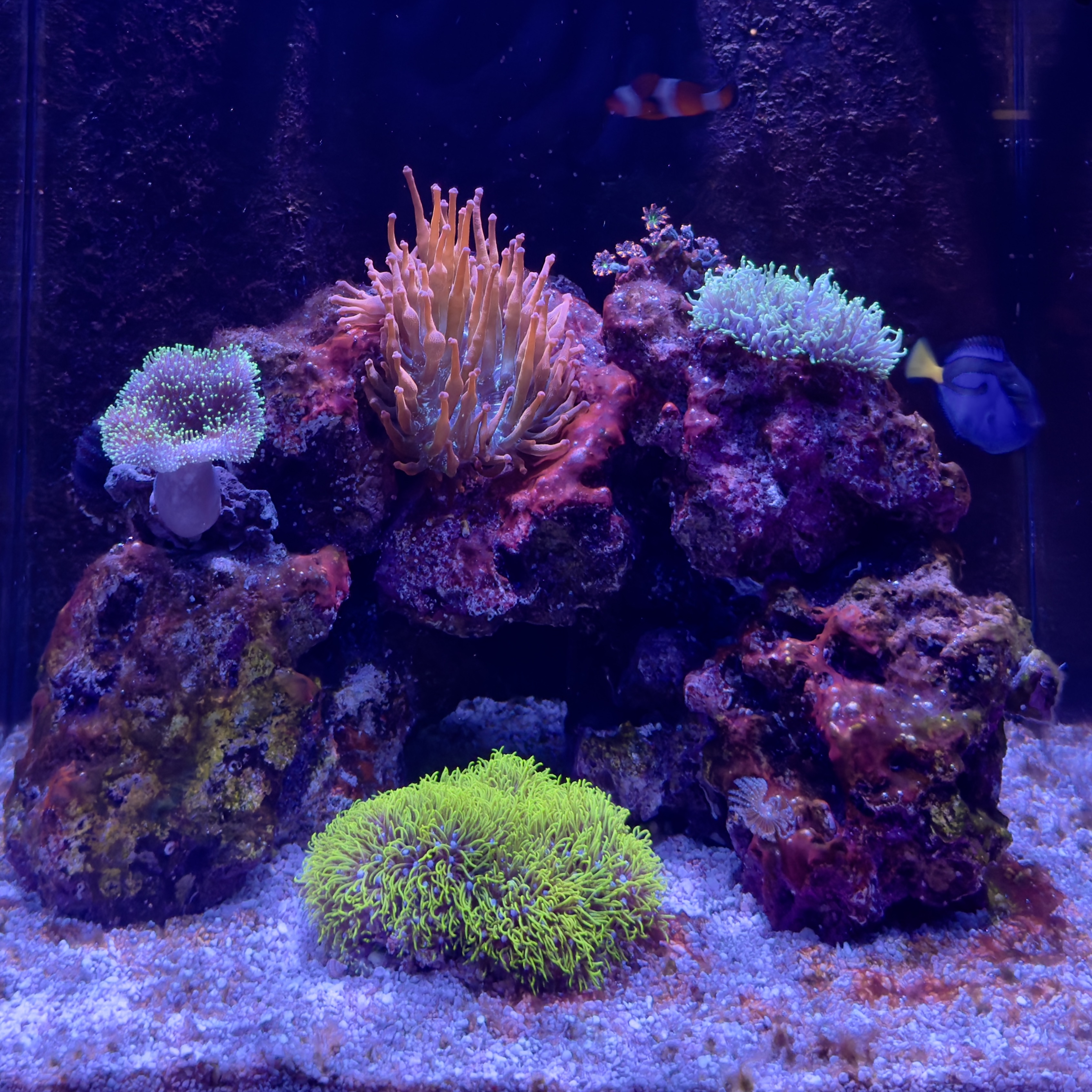 Tank Image