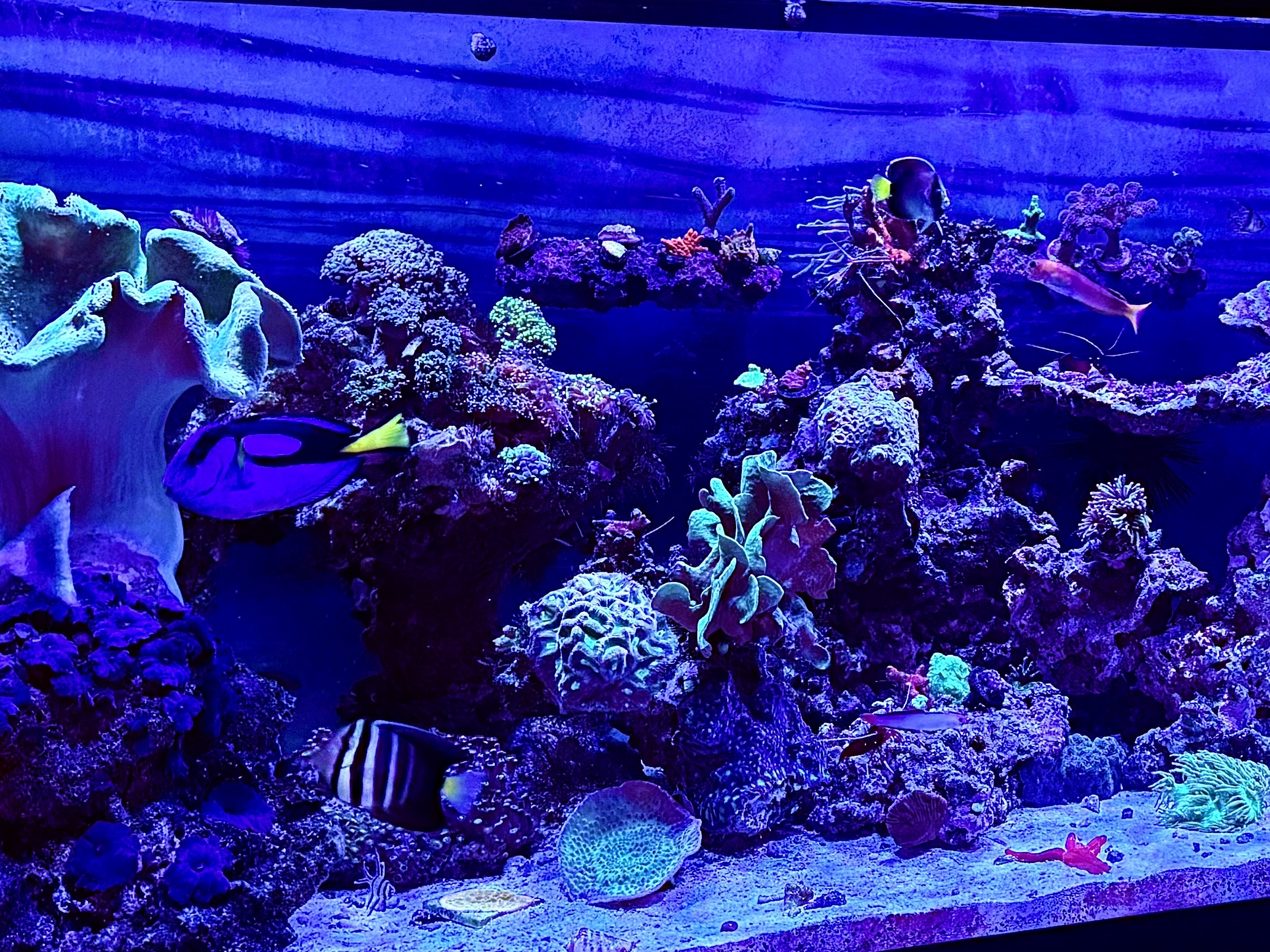 Tank Image