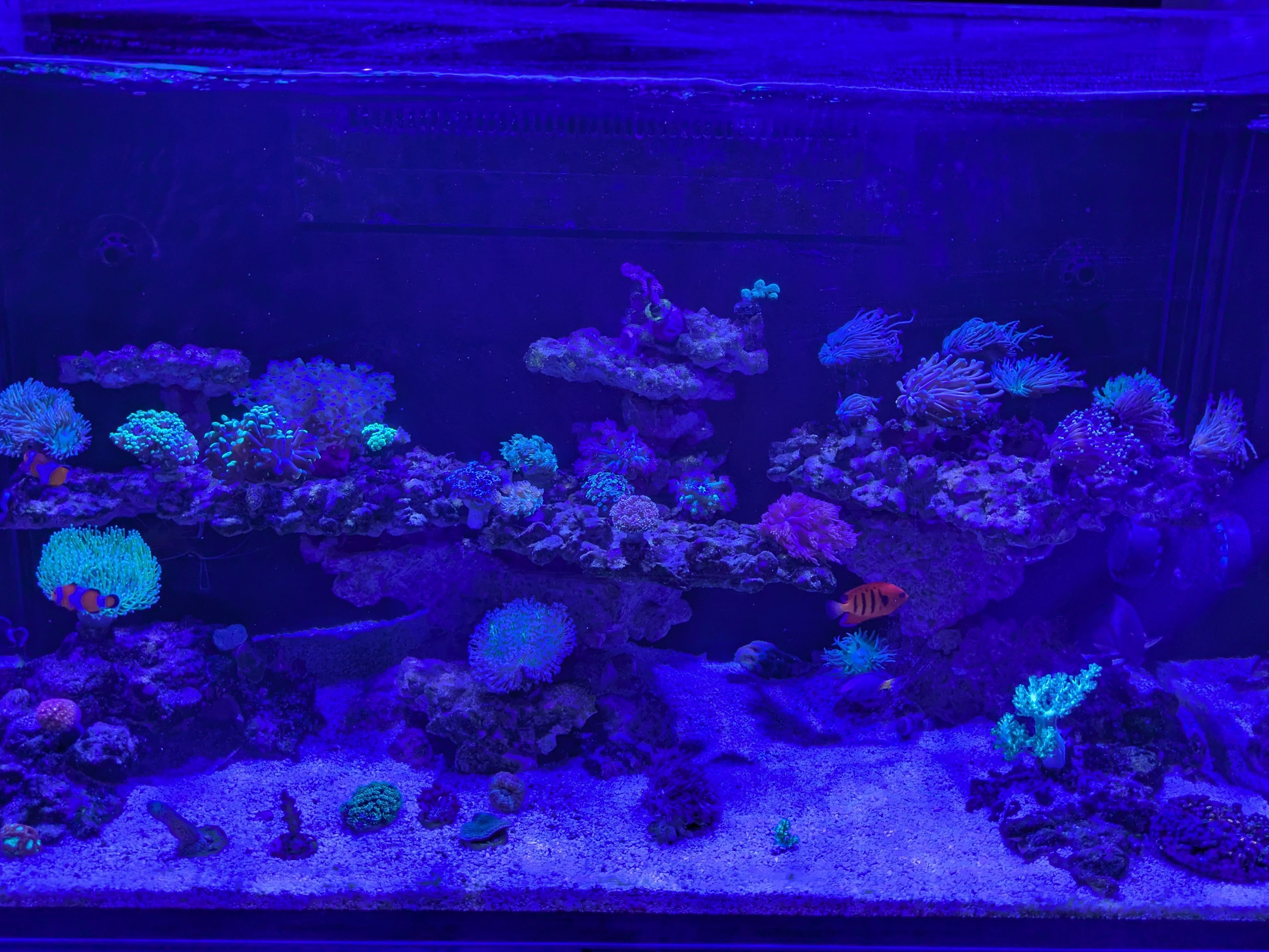 Tank Image