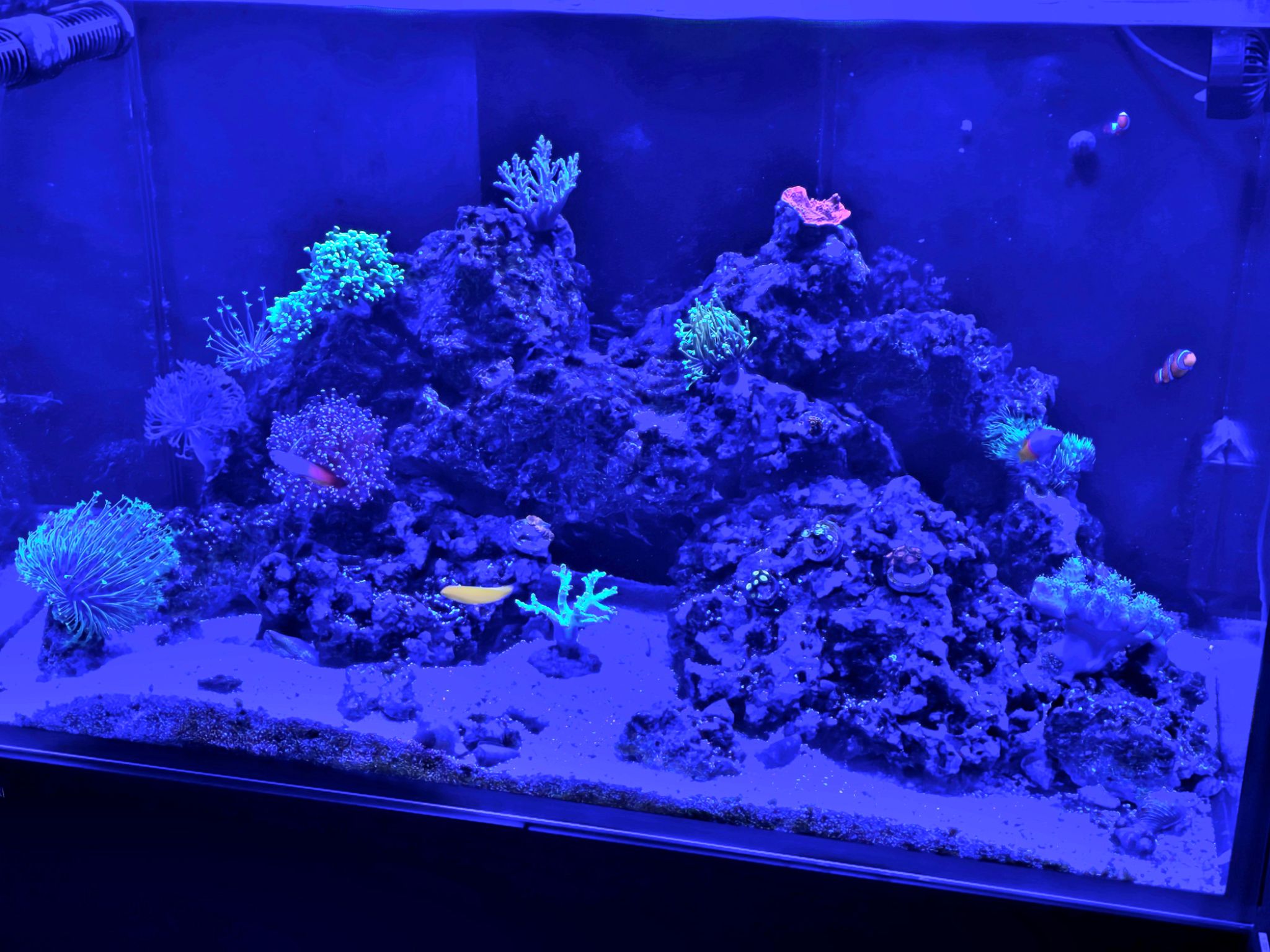 Started my very first tank this year (february '26). It has always bee... (photo 2)