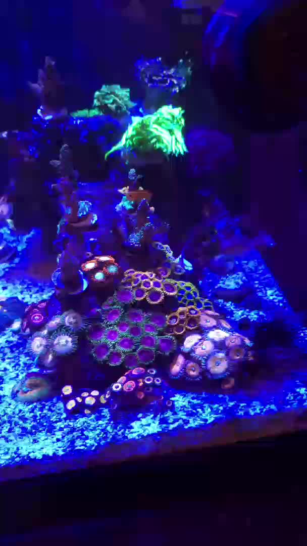 My little Fluval Evo 52L mixed reef.