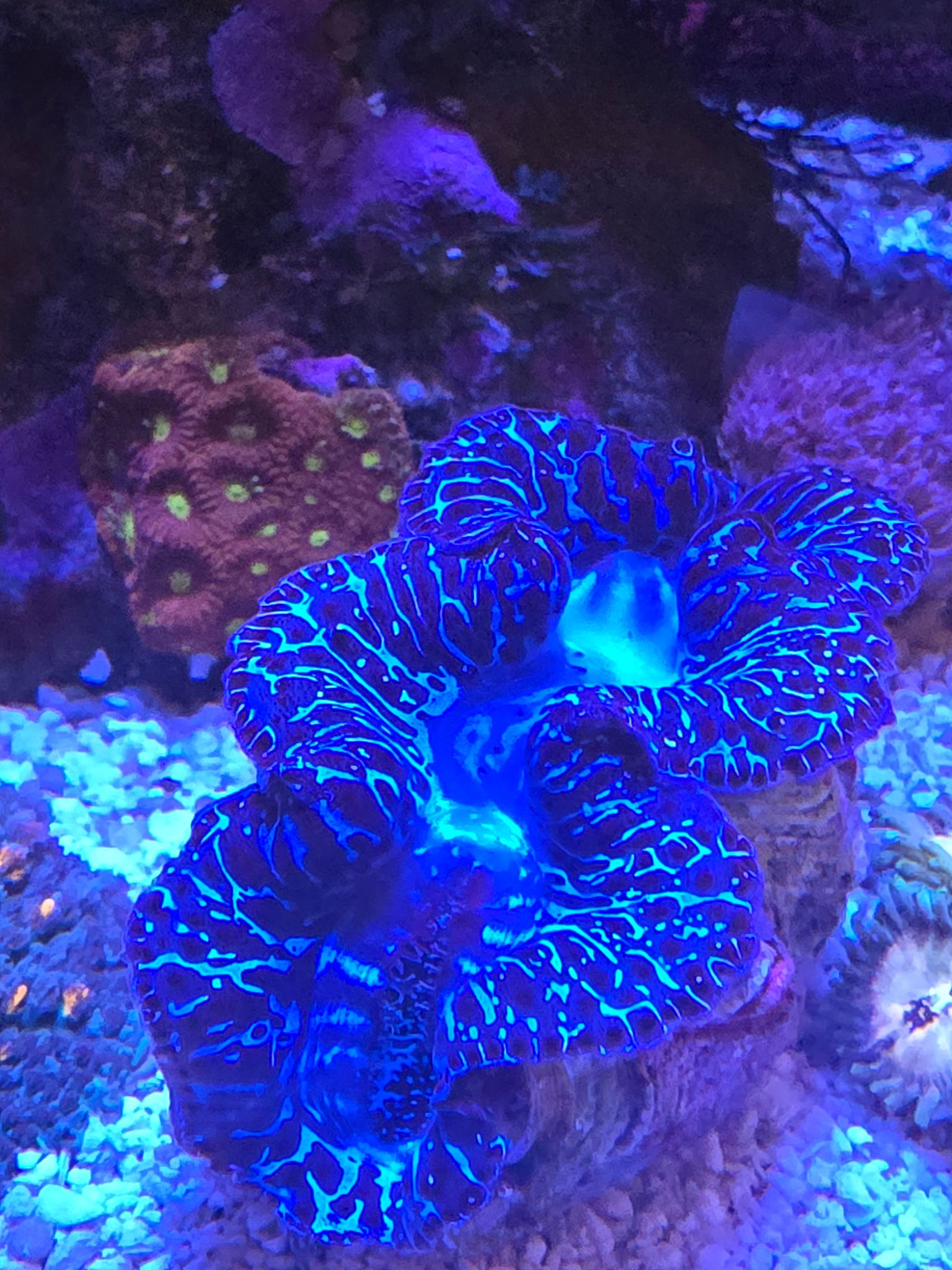 Tridacna clam added to Fluval Evo reef tank - clam