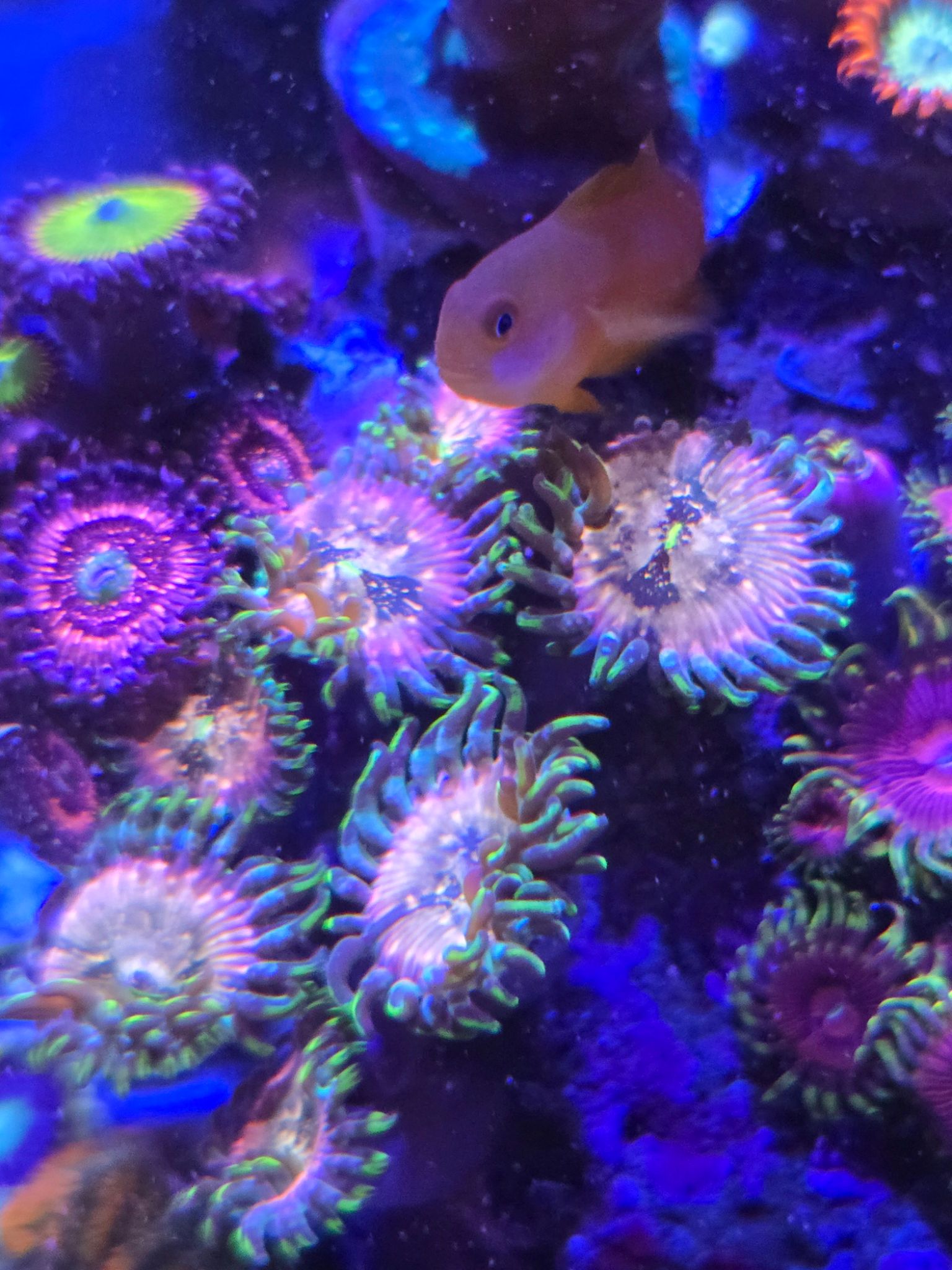 Zoanthids colonies with clownfish under blue reef lighting - Zoanthids, Clownfish