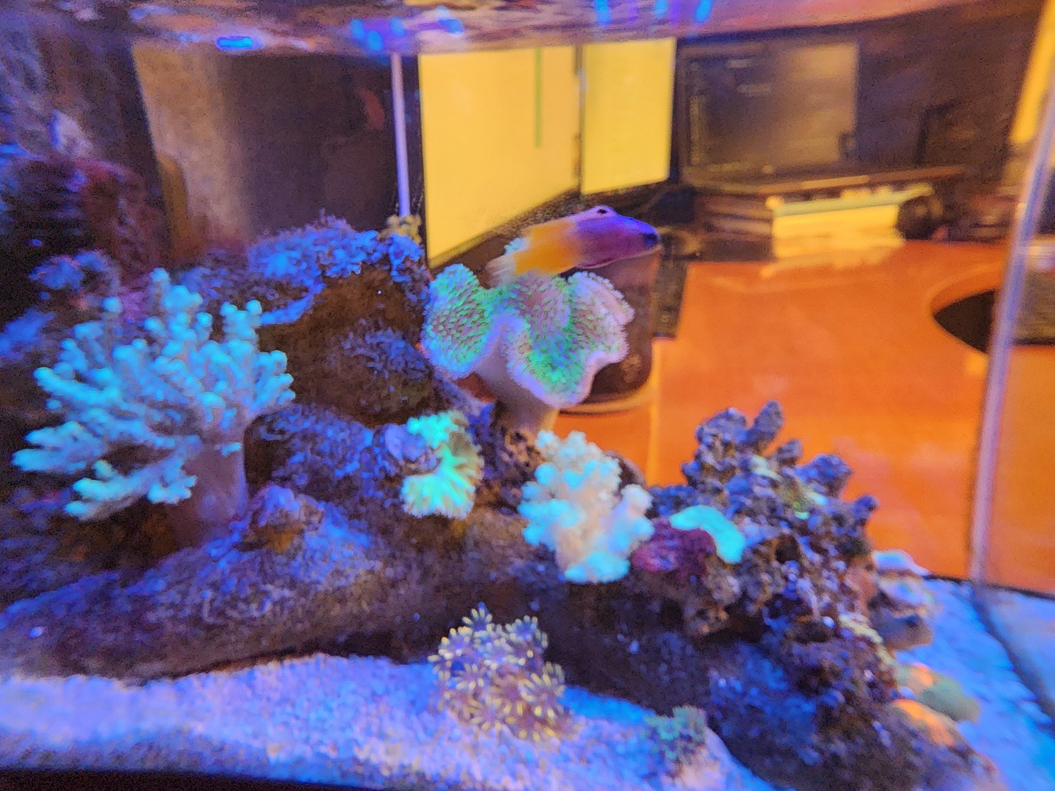 Tank Image