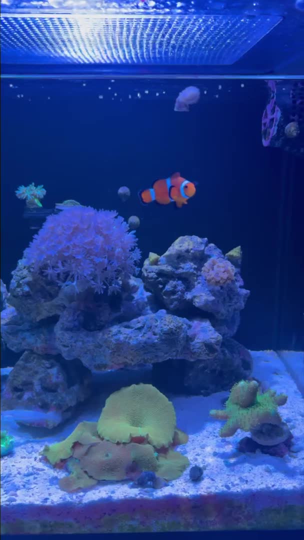 First time on this App. Decided to feed and post. Happy reefing everyo...