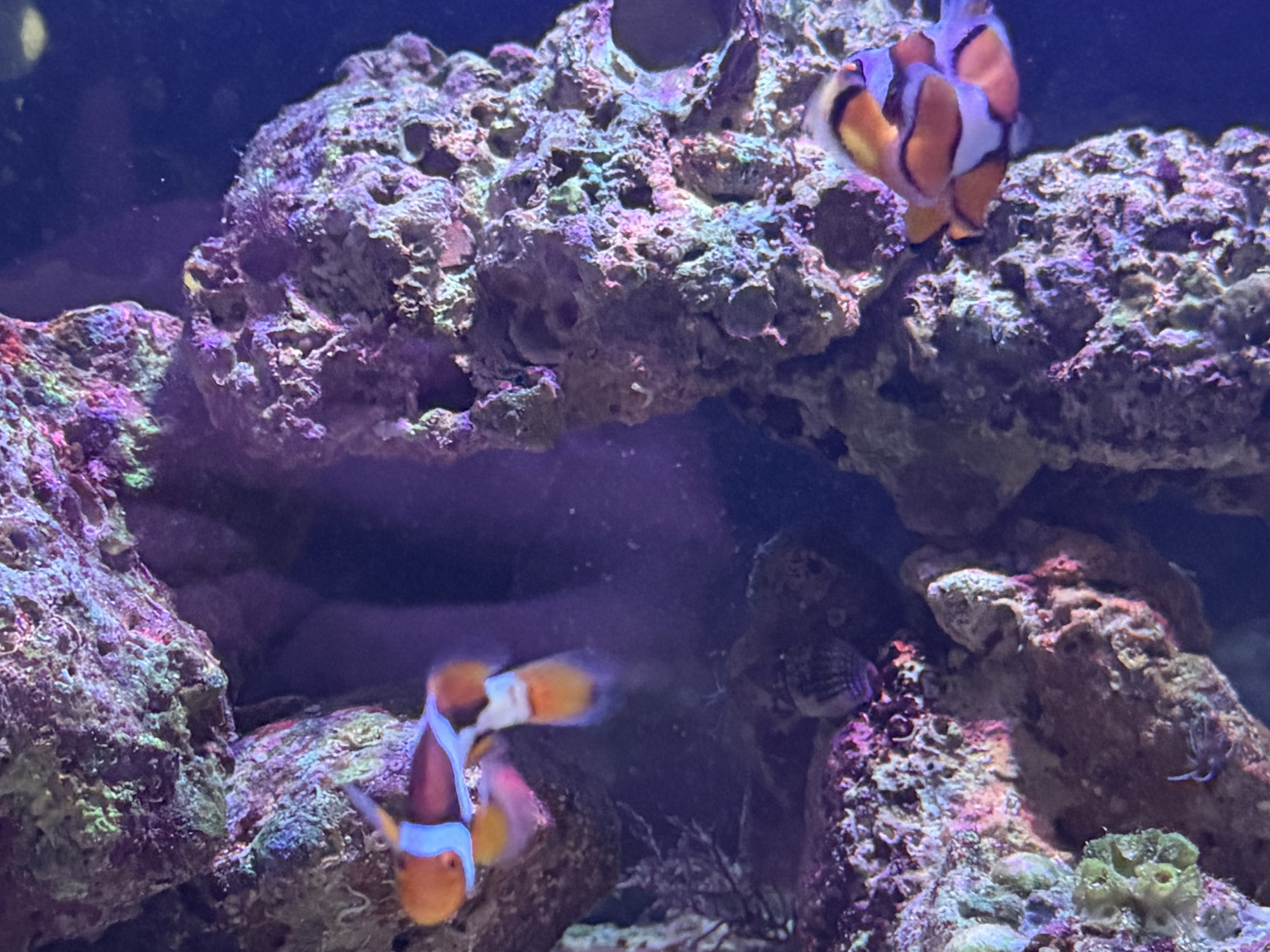 Tank Image