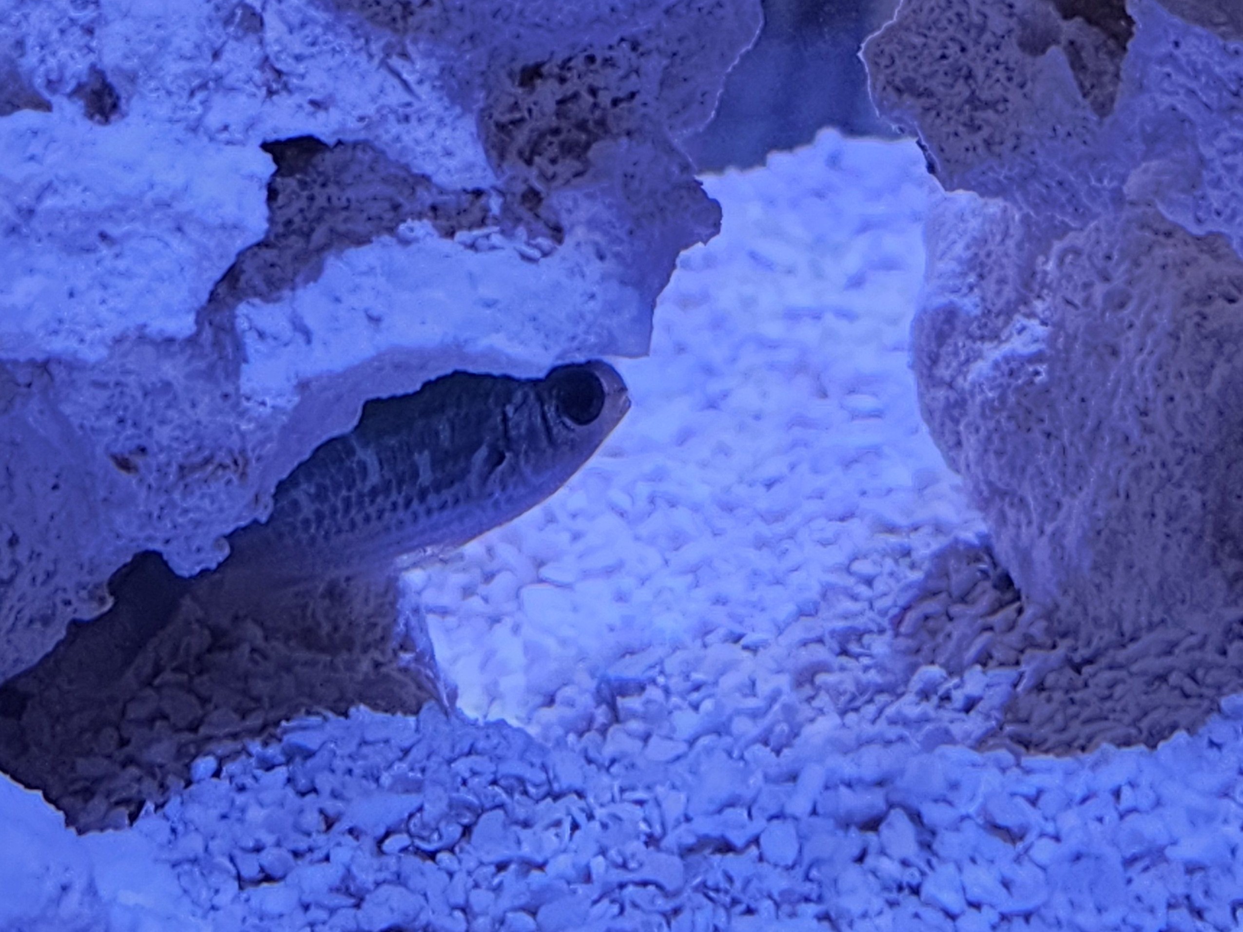 Tank Image
