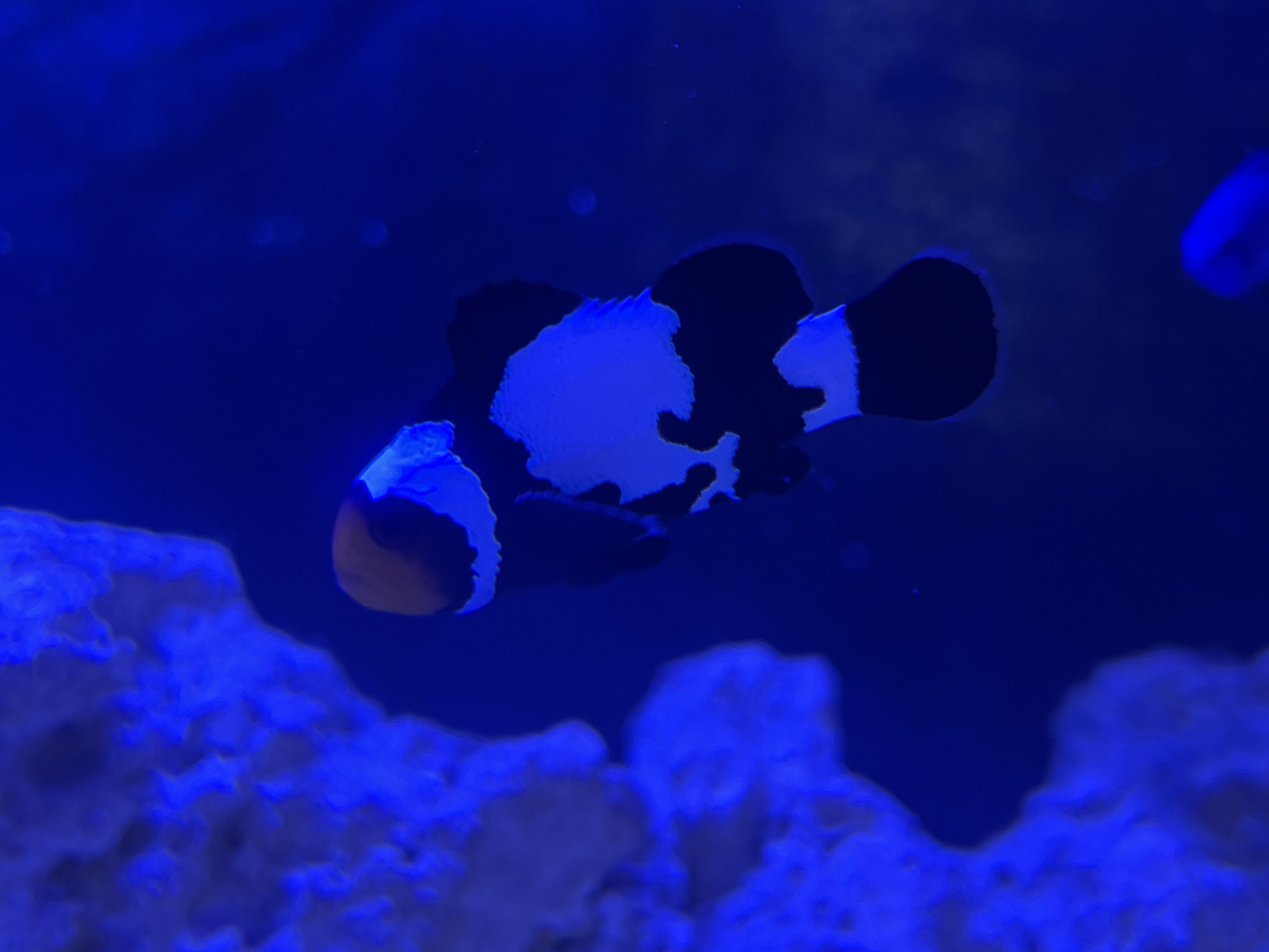 Tank Image