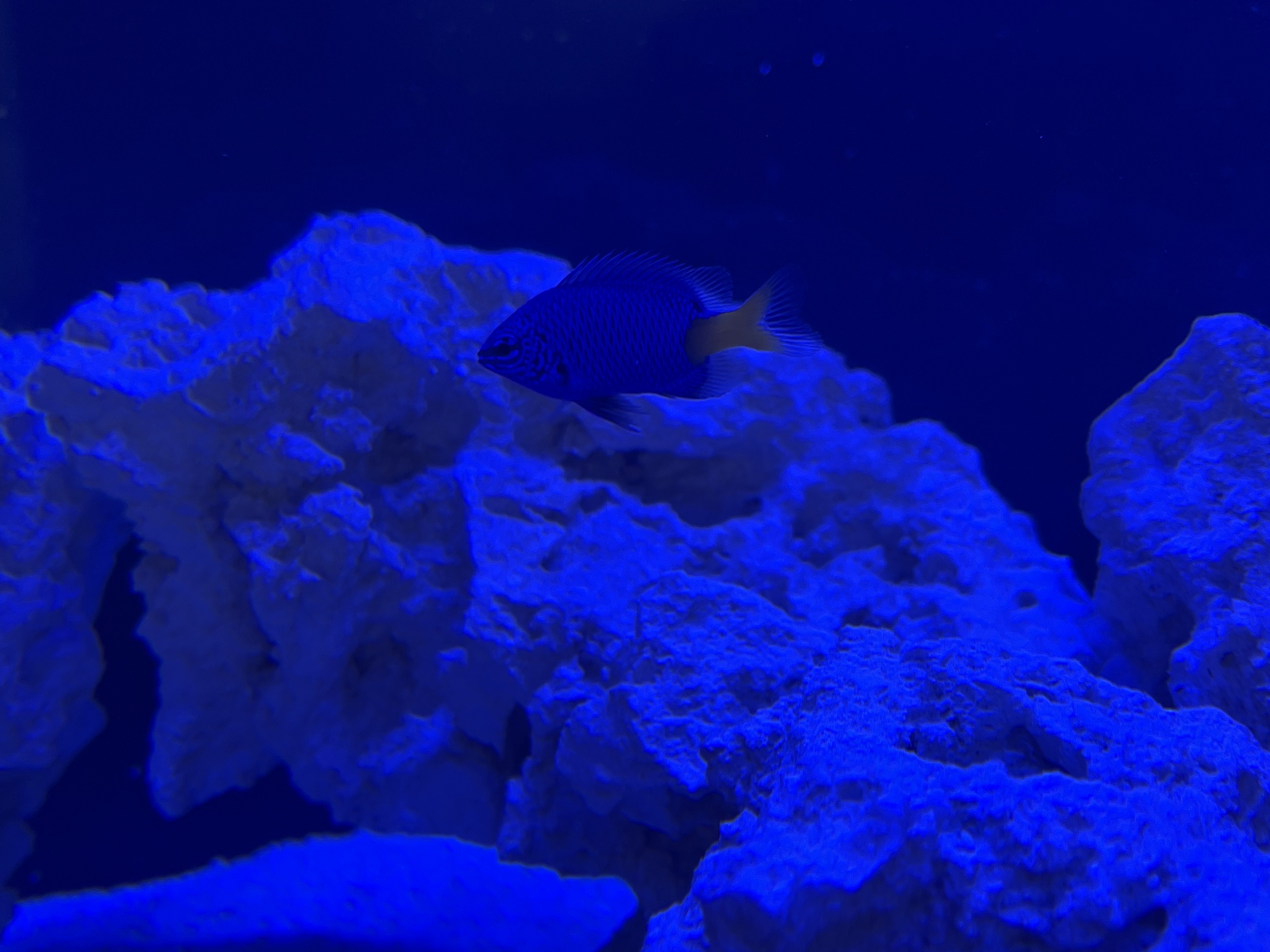 Tank Image