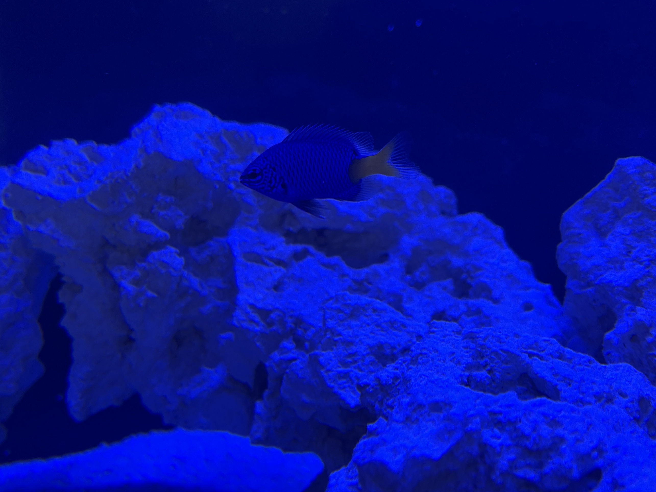 Tank Image