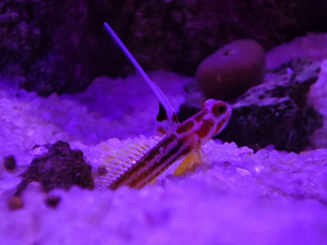 Stonogobiops Yasha