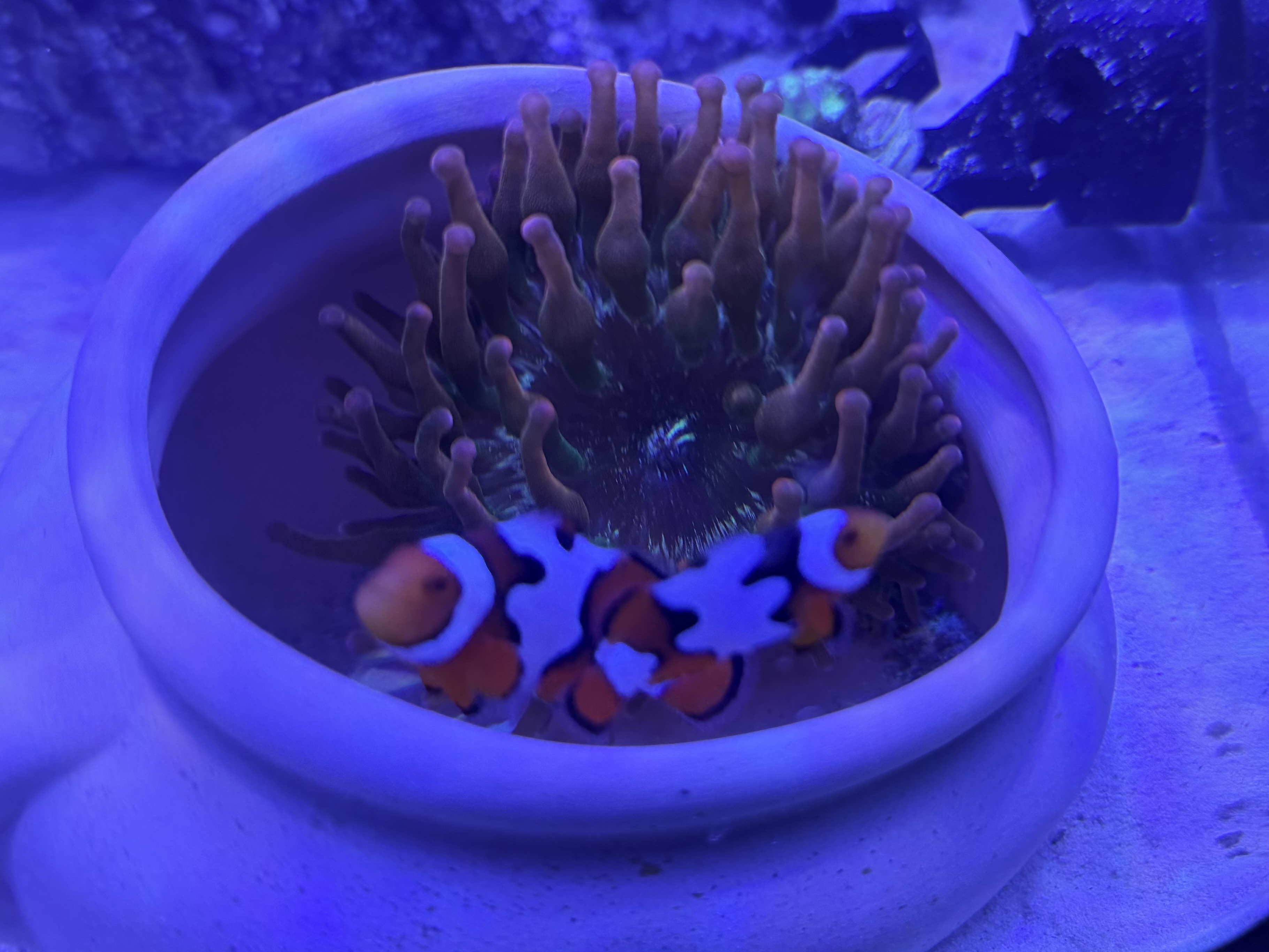 Tank Image